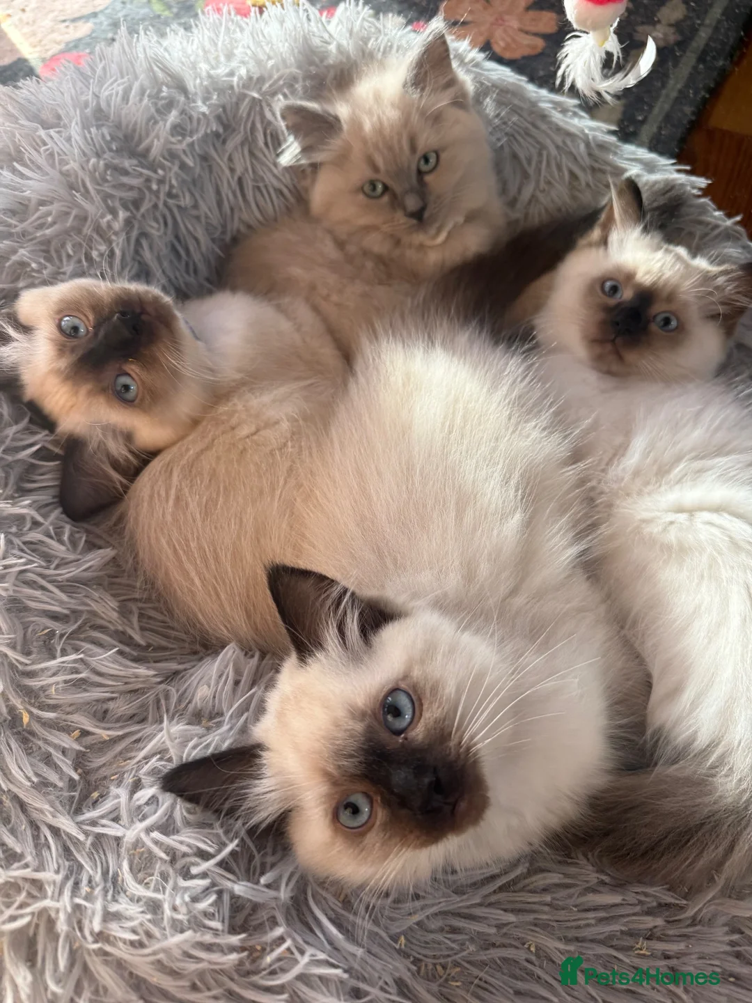 Ragdoll cats for sale: 2 boys for £700 (one from my other advert) - Advert 2