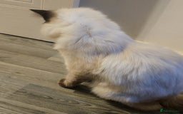 Ragdoll cats for sale: Two beautiful 5 month old Ragdoll kittens for sale - Advert 3