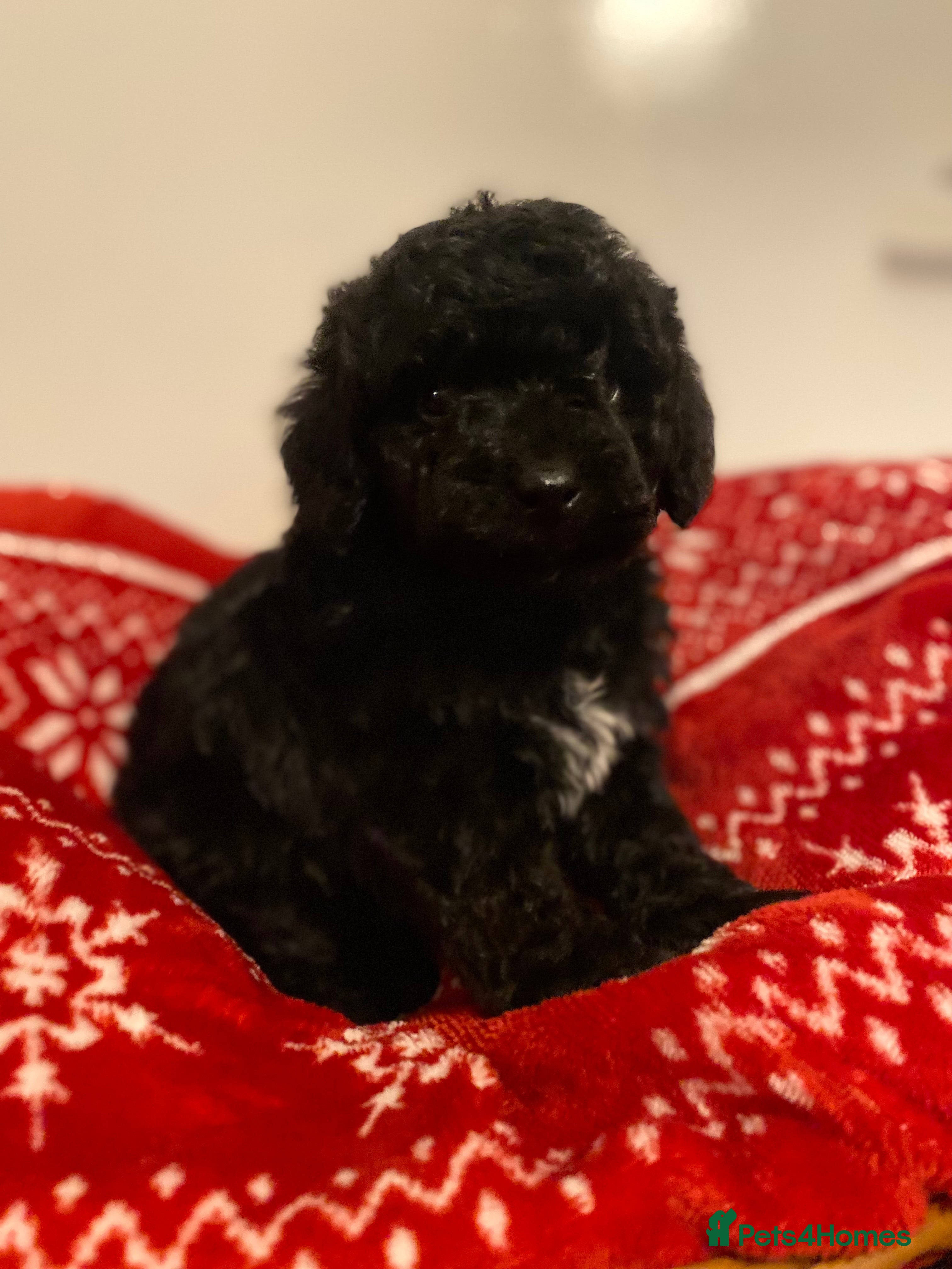 Toy Poodle dogs Toy poodle kc registered  - Advert 2