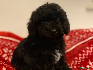 Toy Poodle dogs Toy poodle kc registered - Advert 1