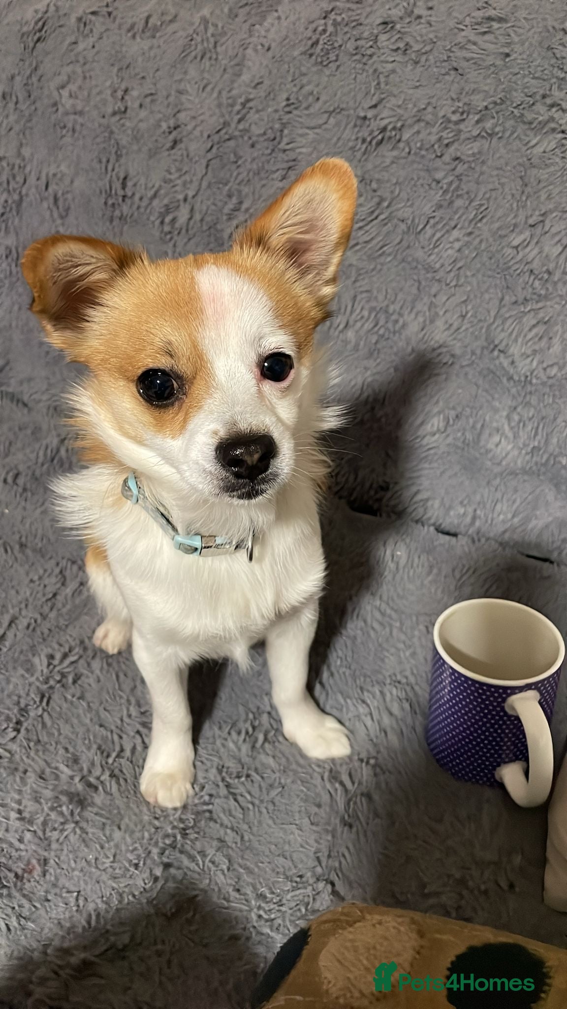 Jack Russell dogs Jack Russell 1 year old - FOR FREE - Advert 1