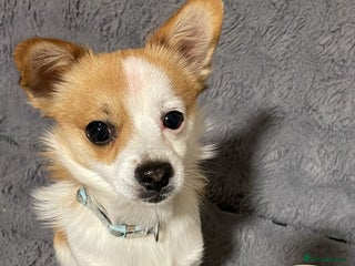 Jack Russell dogs Jack Russell 1 year old - FOR FREE - Advert 1