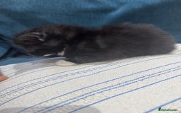 Maine Coon cats for sale: 5 beautiful kittens  - Image 4