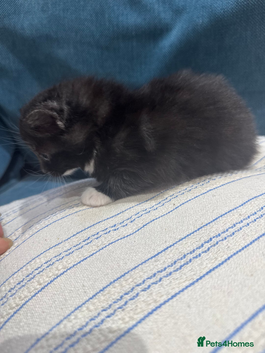 Maine Coon cats for sale: 5 beautiful kittens  - Image 4
