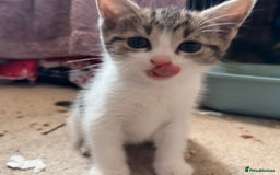 Mixed Breed cats for sale: Two girls left  - Image 11