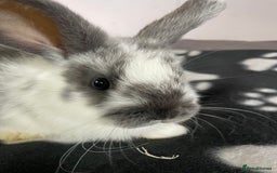 French Lop rabbits for sale: Blue French lopXDutch baby rabbits ready to go now - Image 2