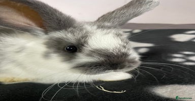 French Lop rabbits - Advert 16
