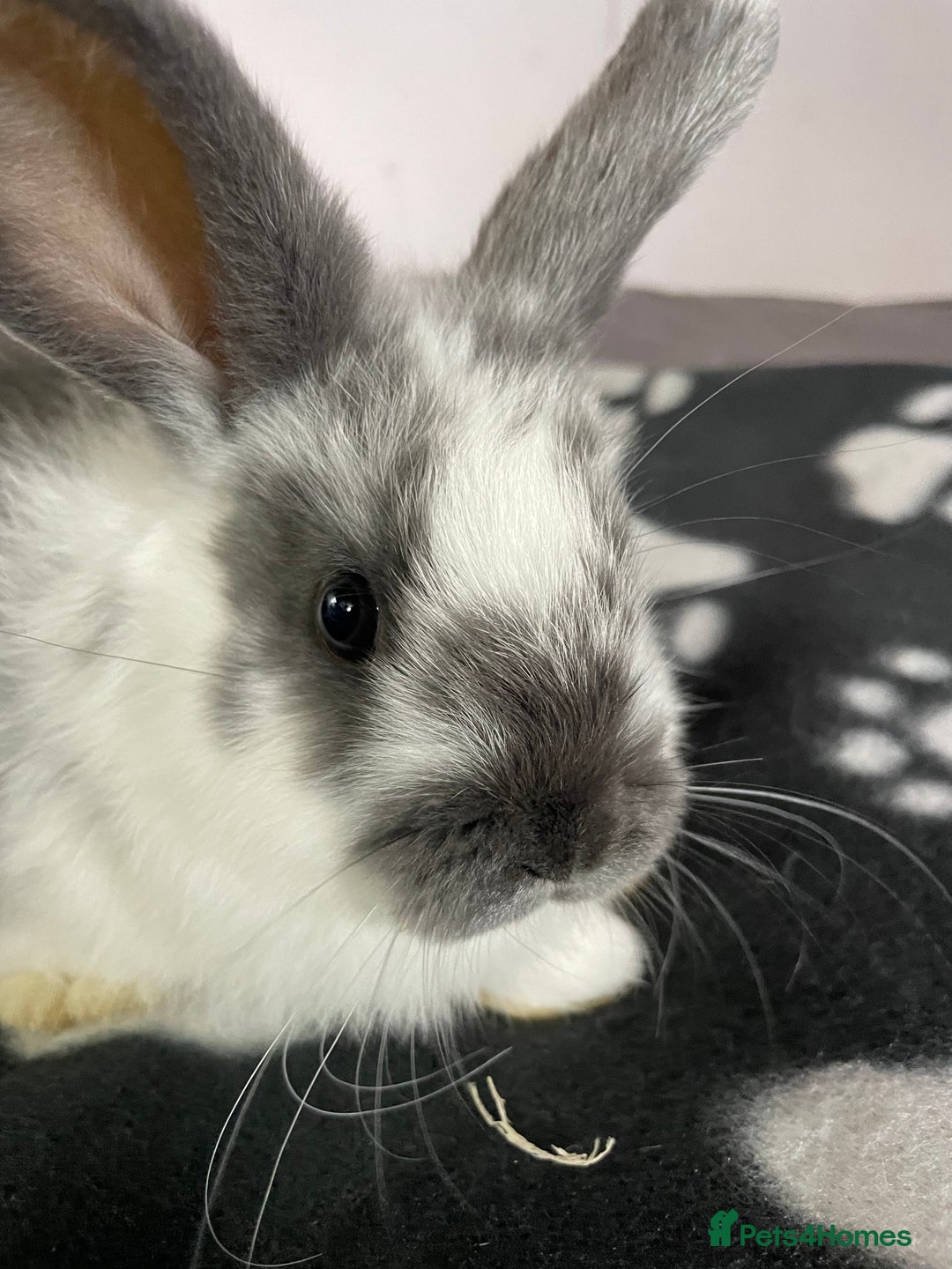 French Lop rabbits for sale: Blue French lopXDutch baby rabbits ready to go now - Image 2