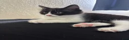 Mixed Breed cats for sale: need a loving new home ASAP - Advert 2