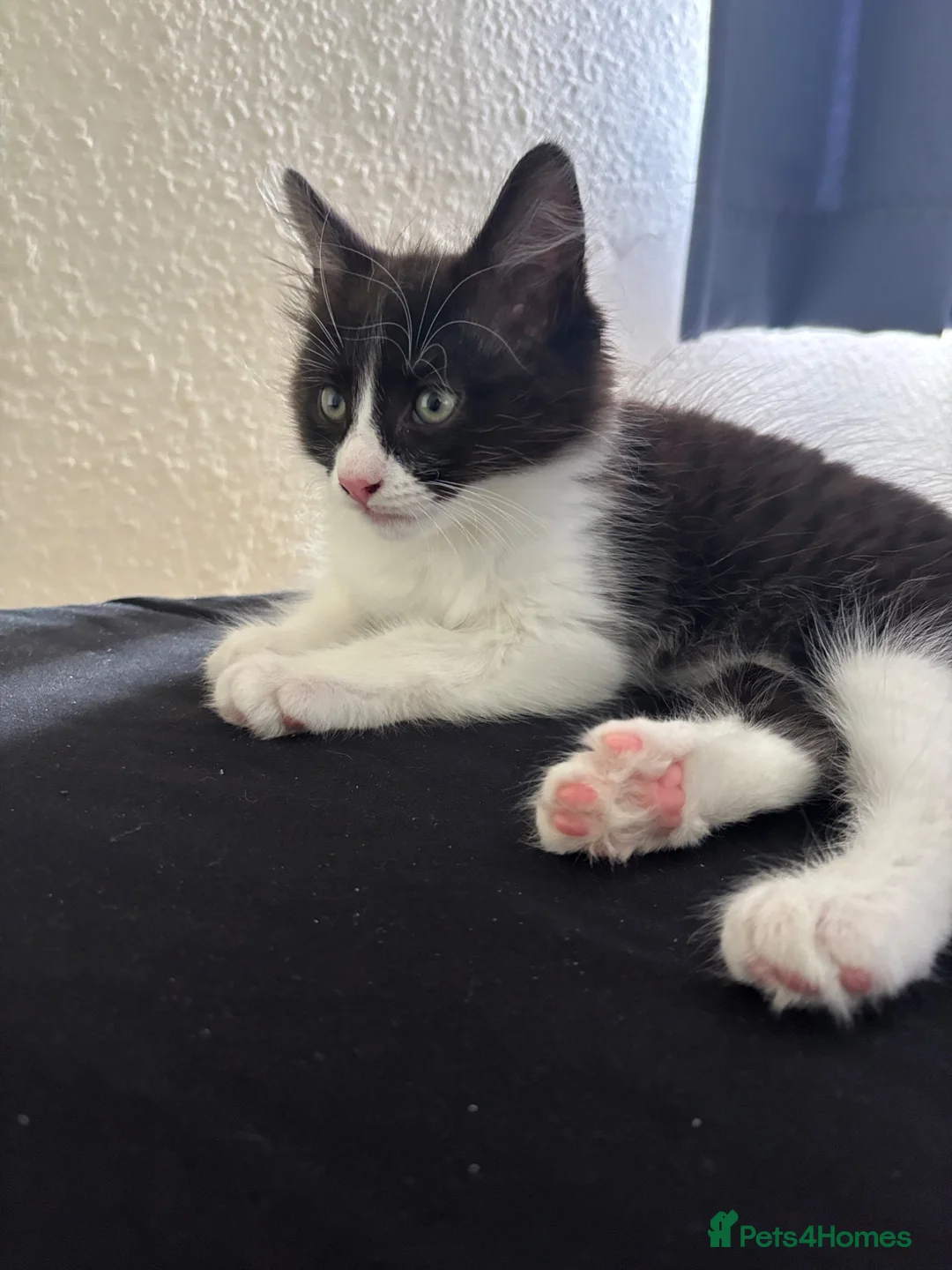 Mixed Breed cats for sale: need a loving new home ASAP - Advert 2