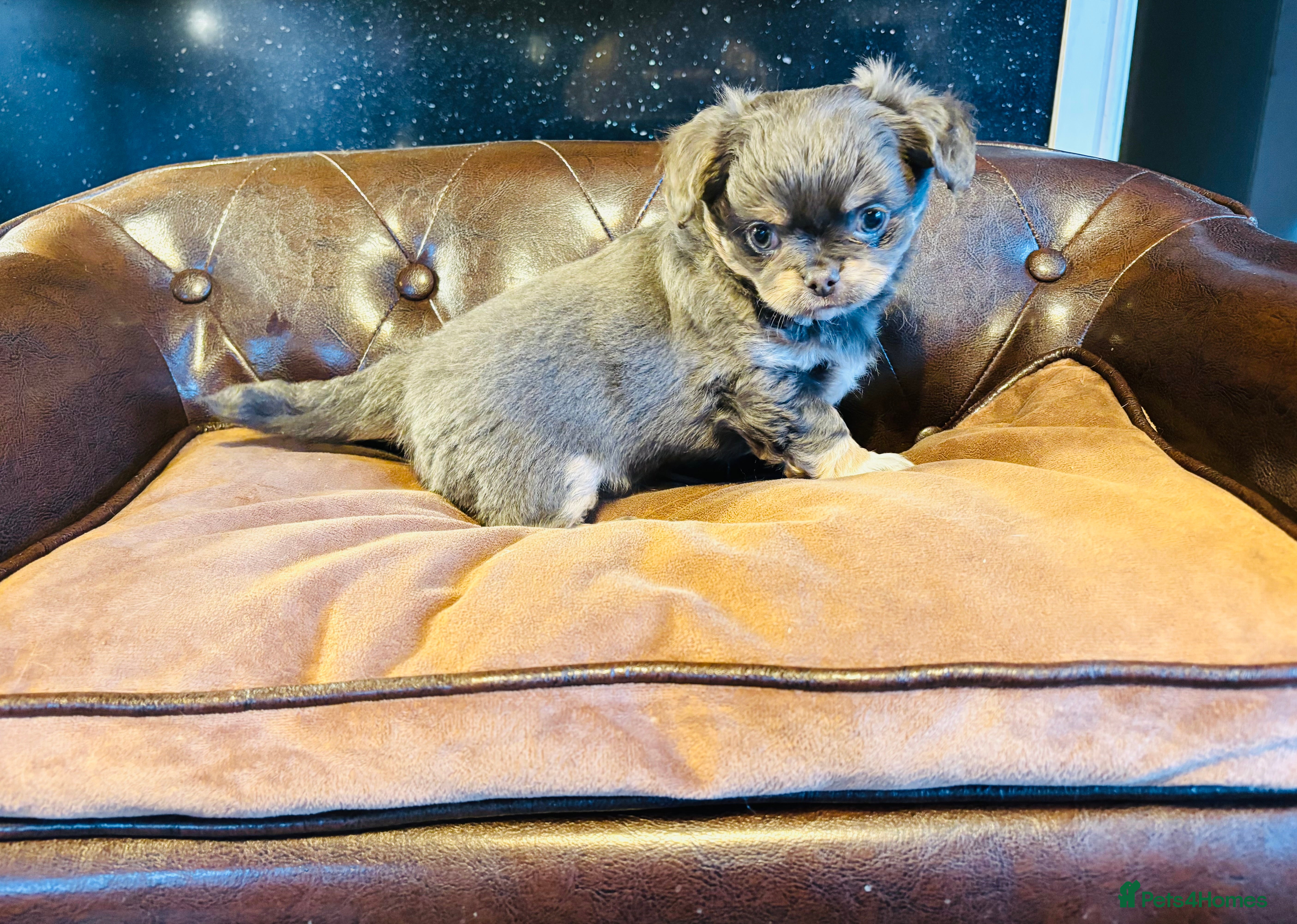 Chihuahua dogs Apple head long coat tiny chihuahua boy puppies  - Advert 3