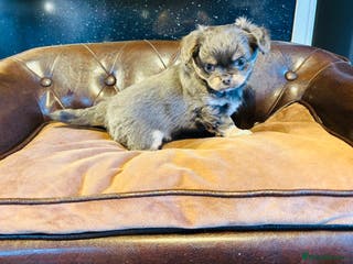 Chihuahua dogs Apple head long coat tiny chihuahua boy puppies - Advert 3