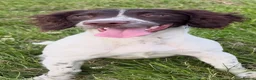 English Springer Spaniel dogs for sale: 6month Old Female Springer - Advert 8