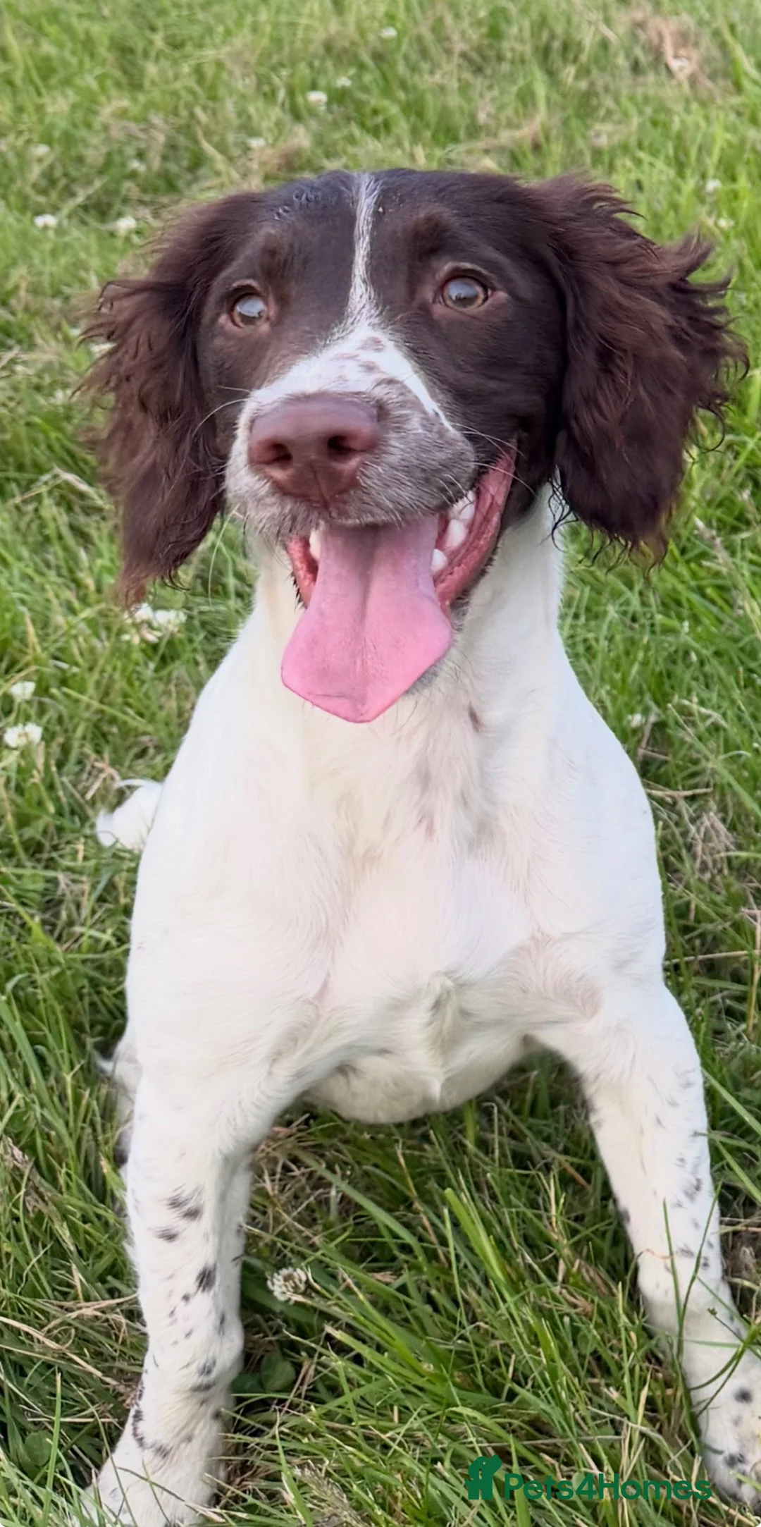 English Springer Spaniel dogs for sale: 6month Old Female Springer - Advert 8