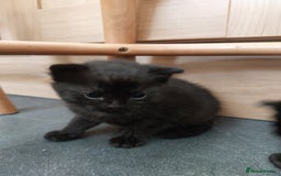 British Shorthair cats for sale: Black Kittens for sale  - Image 5