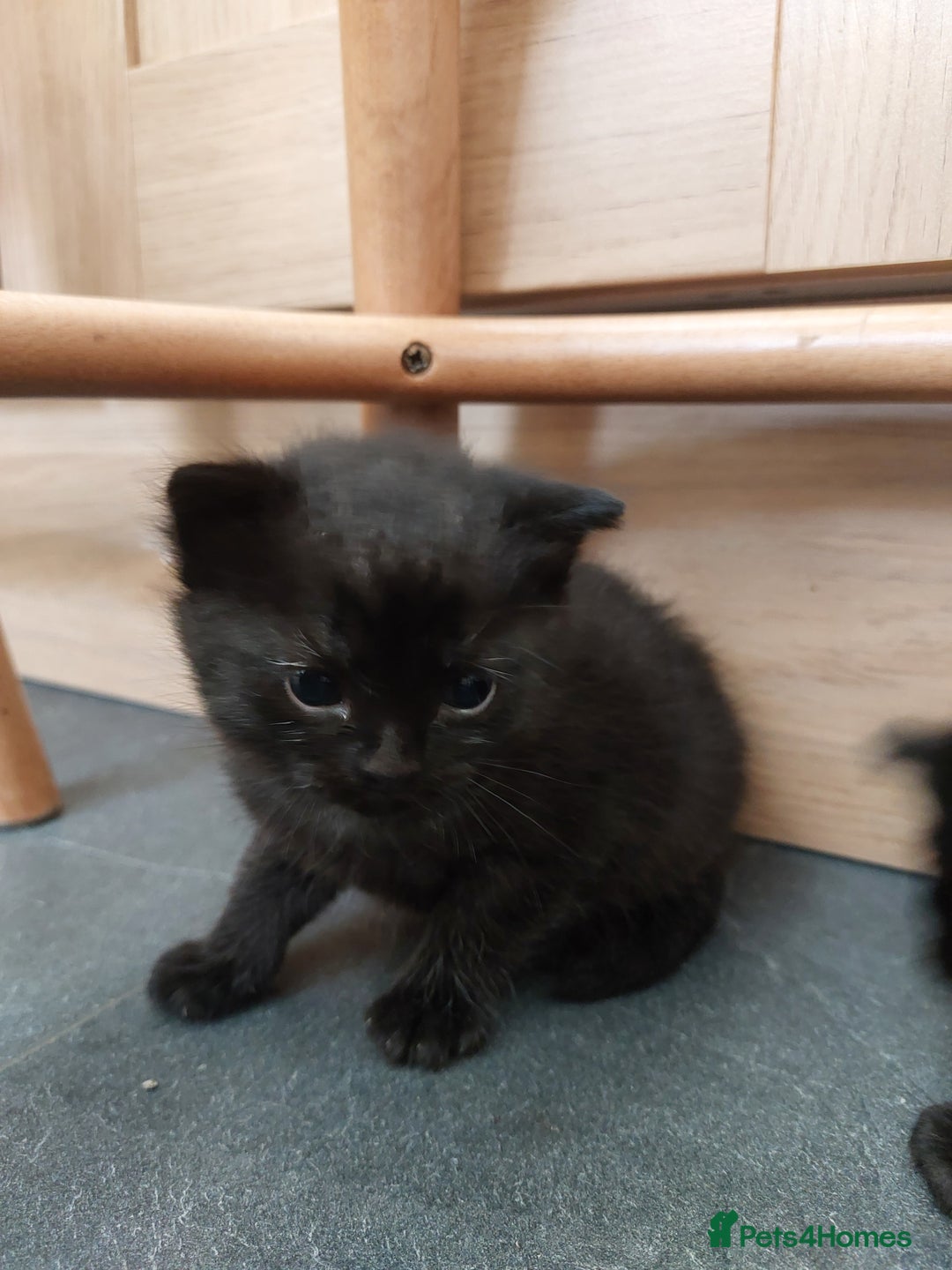British Shorthair cats for sale: Black Kittens for sale  - Image 5