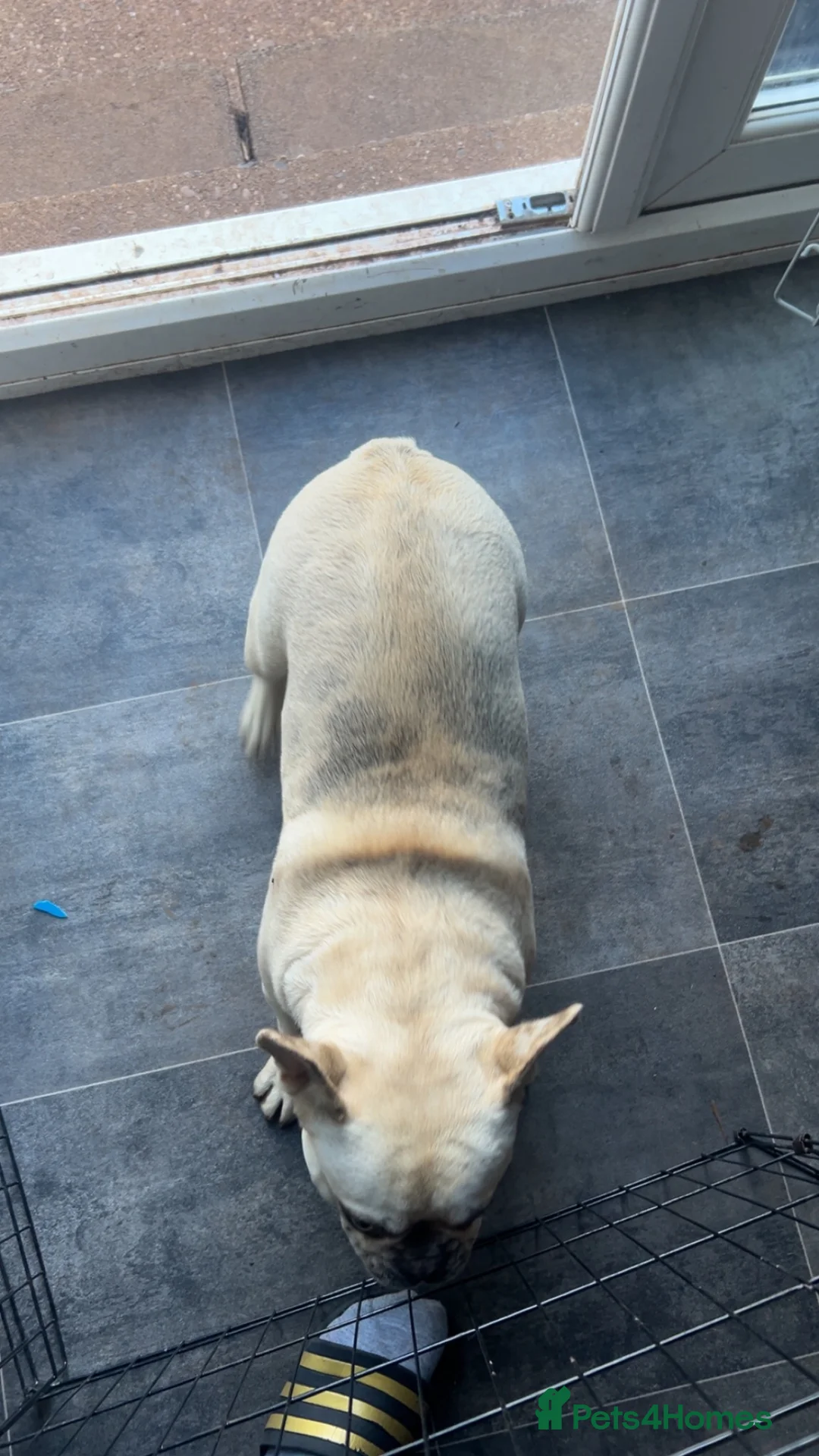 French Bulldog dogs for sale: Female Frenchie for sale  - Advert 3