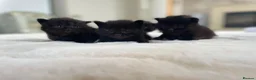 Mixed Breed cats for sale: Beautiful rogdoll cross maincoon xxl kittens  in Colchester - Advert 3