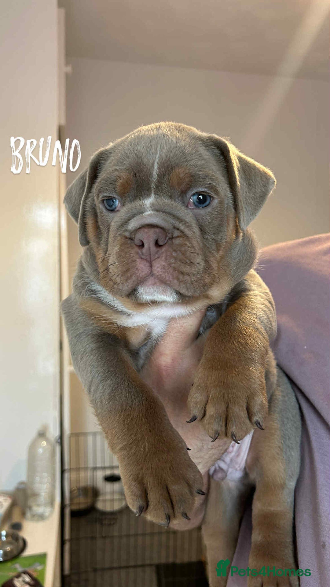 Olde English Bulldogge dogs for sale: 07496730941 : lilac tri Olde English Bulldogges - Image 14