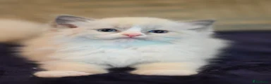 SOLD Ragdoll 1