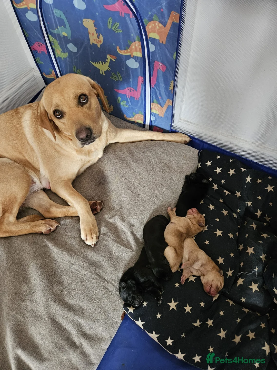 Labrador Retriever dogs for stud: PROVEN LABRADOR FOR STUD PROVEN  in Wolverhampton - Advert 13