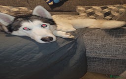 Siberian Husky dogs for stud: Breader - Image 2