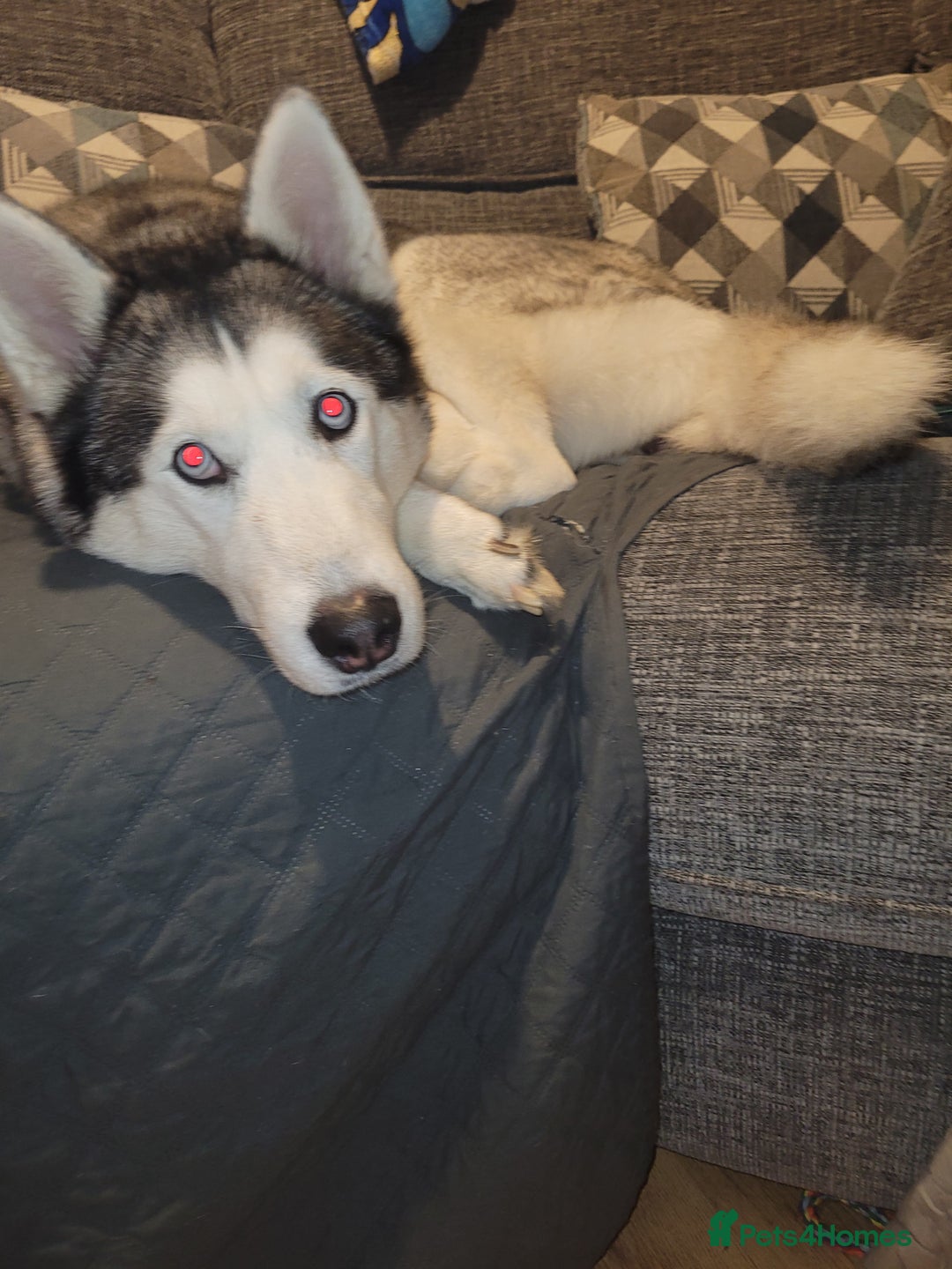Siberian Husky dogs for stud: Breader - Image 2