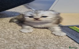 Persian cats for sale: Beautiful Persian kittens - Image 7