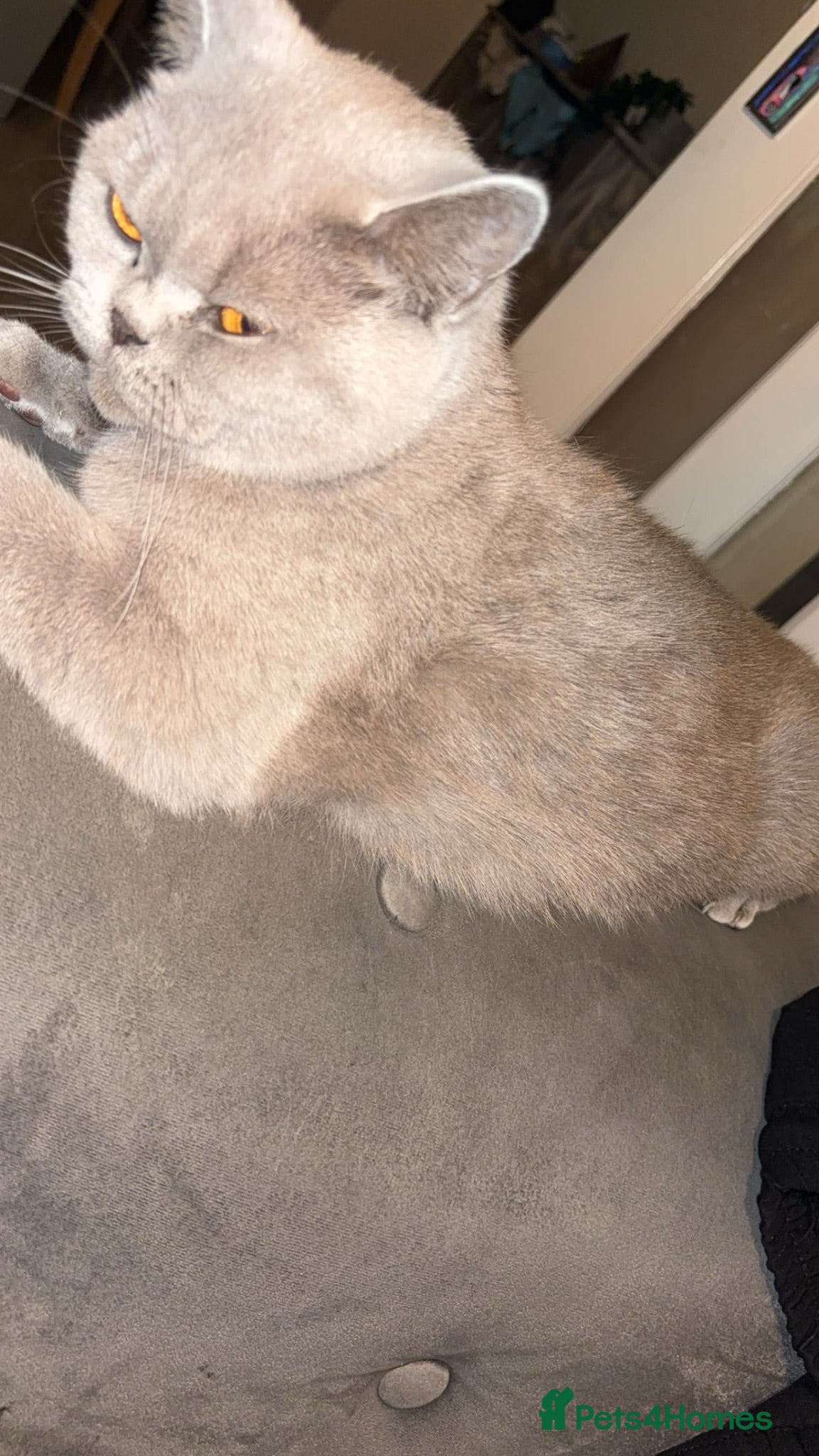 Mixed Breed cats British short hair x tabby kittens for sale. - Advert 3