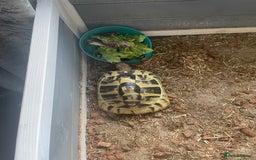 Tortoise reptiles for sale: Testudo hermanni -Herman tortoise  in Heanor - Image 1