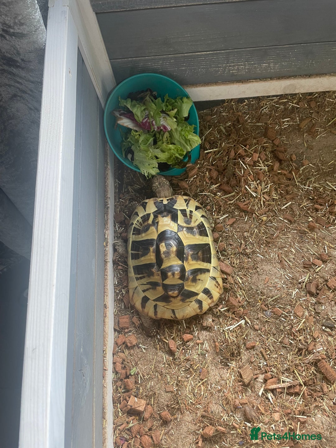 Tortoise reptiles for sale: Testudo hermanni -Herman tortoise  in Heanor - Image 1