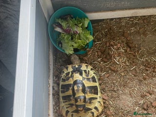 Tortoise reptiles in Heanor - Advert 11