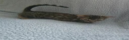 Bengal cats for sale: 1 beautiful female bengal kitten  - Advert 3