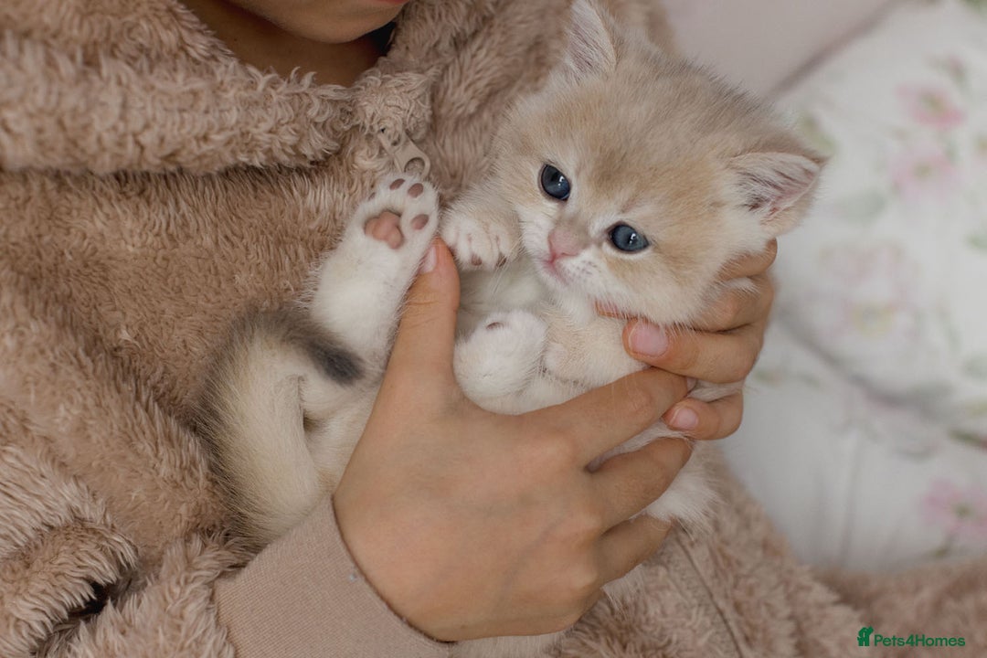 British Shorthair cats for sale: Cuddly Golden Blue British Shorthair girl  - Advert 10