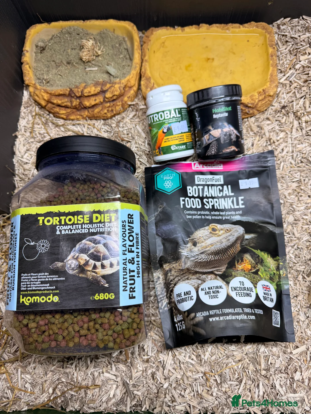 Hermann Tortoise reptiles for sale: Herman Tortoise - Advert 5