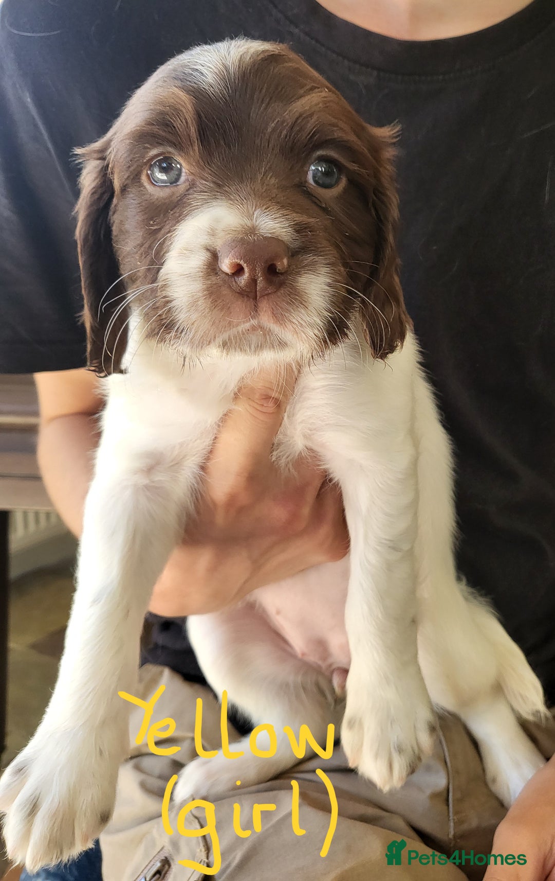 English Springer Spaniel dogs for sale: Working English Springer Spaniel Puppies - Image 3