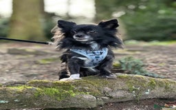 Chiweenie dogs for sale: Gorgeous litter of chiweenies  - Image 8