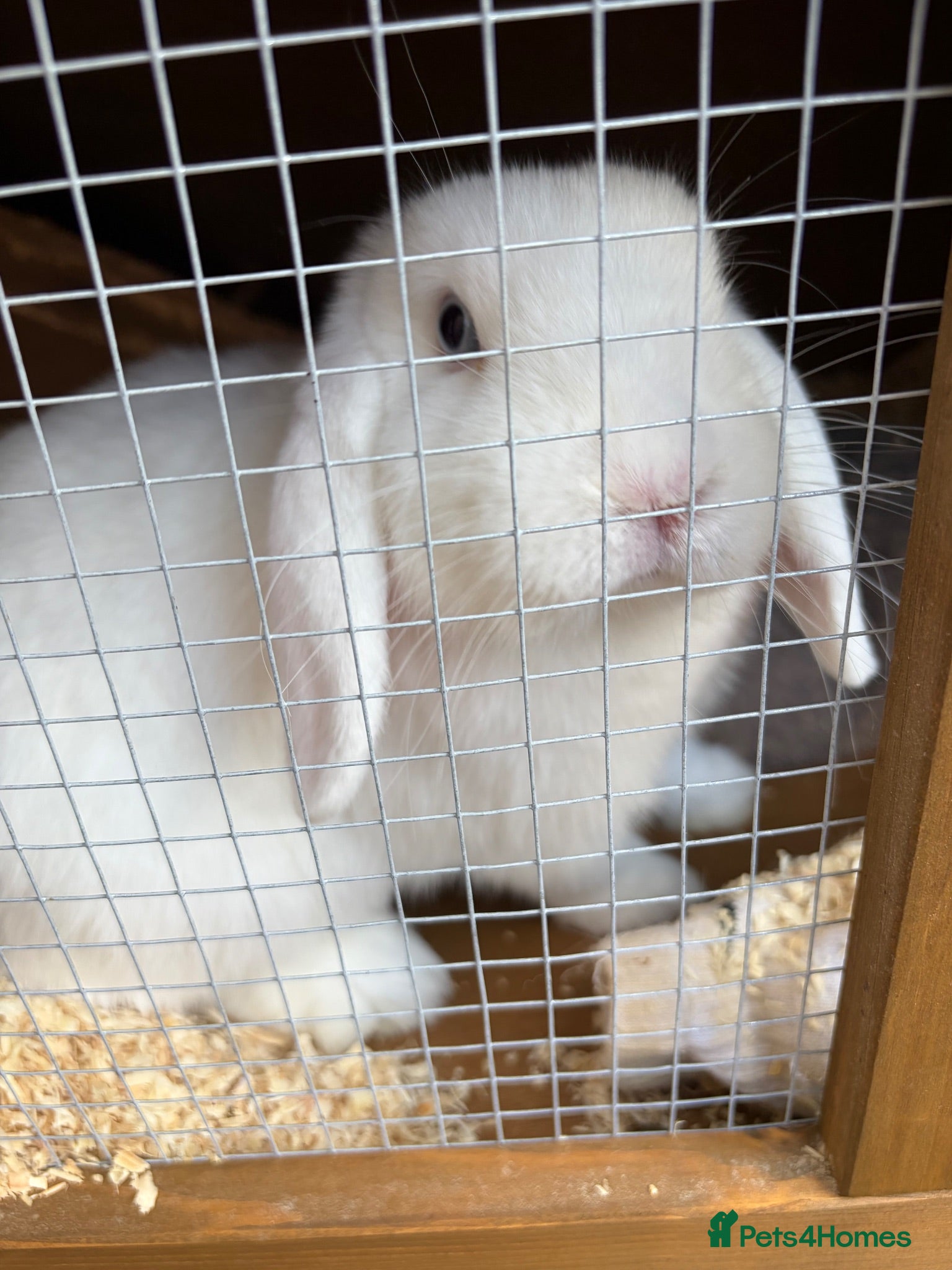 Mini Lop rabbits Rabbits  - Advert 2