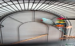 Parakeets birds for sale: Lovely Indian ring neck - Image 2
