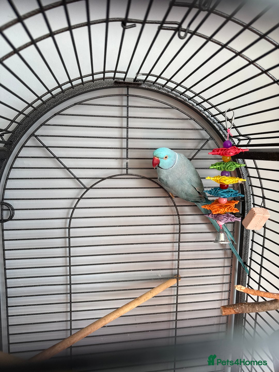 Parakeets birds for sale: Lovely Indian ring neck - Image 2