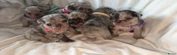French Bulldog dogs for sale: Incredible Merle litter  - Advert 4