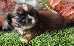 Shih Tzu dogs for sale: Kc various colour Shih Tzu 14 dna health tested  - Image 6