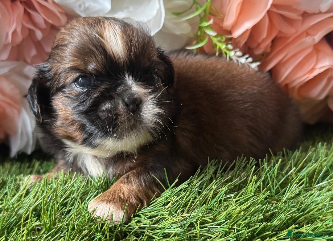 Shih Tzu dogs for sale: Kc various colour Shih Tzu 14 dna health tested  - Image 6