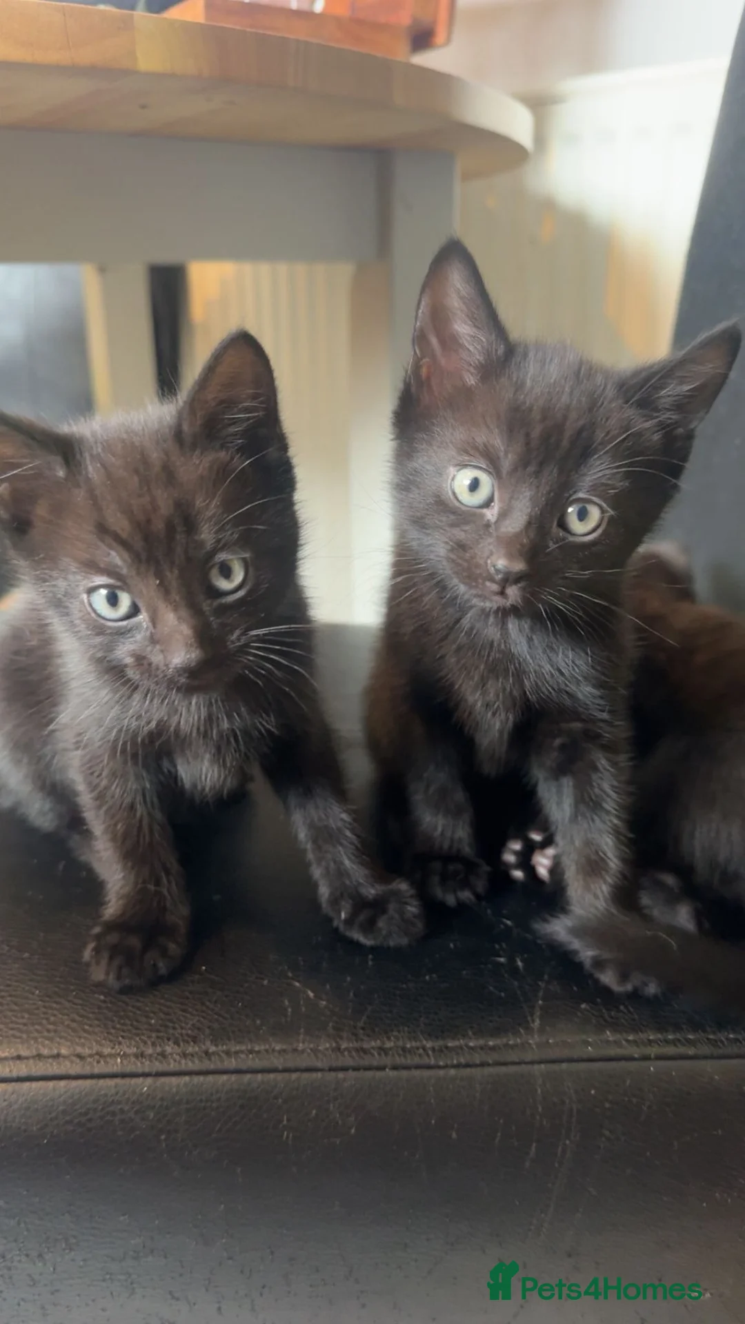 Mixed Breed cats for sale: They are looking for a lovely family  - Advert 2