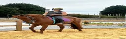 Appaloosa horses for sale: Appaloosa X gelding 15.3hh rising 4  in Hull - Advert 2
