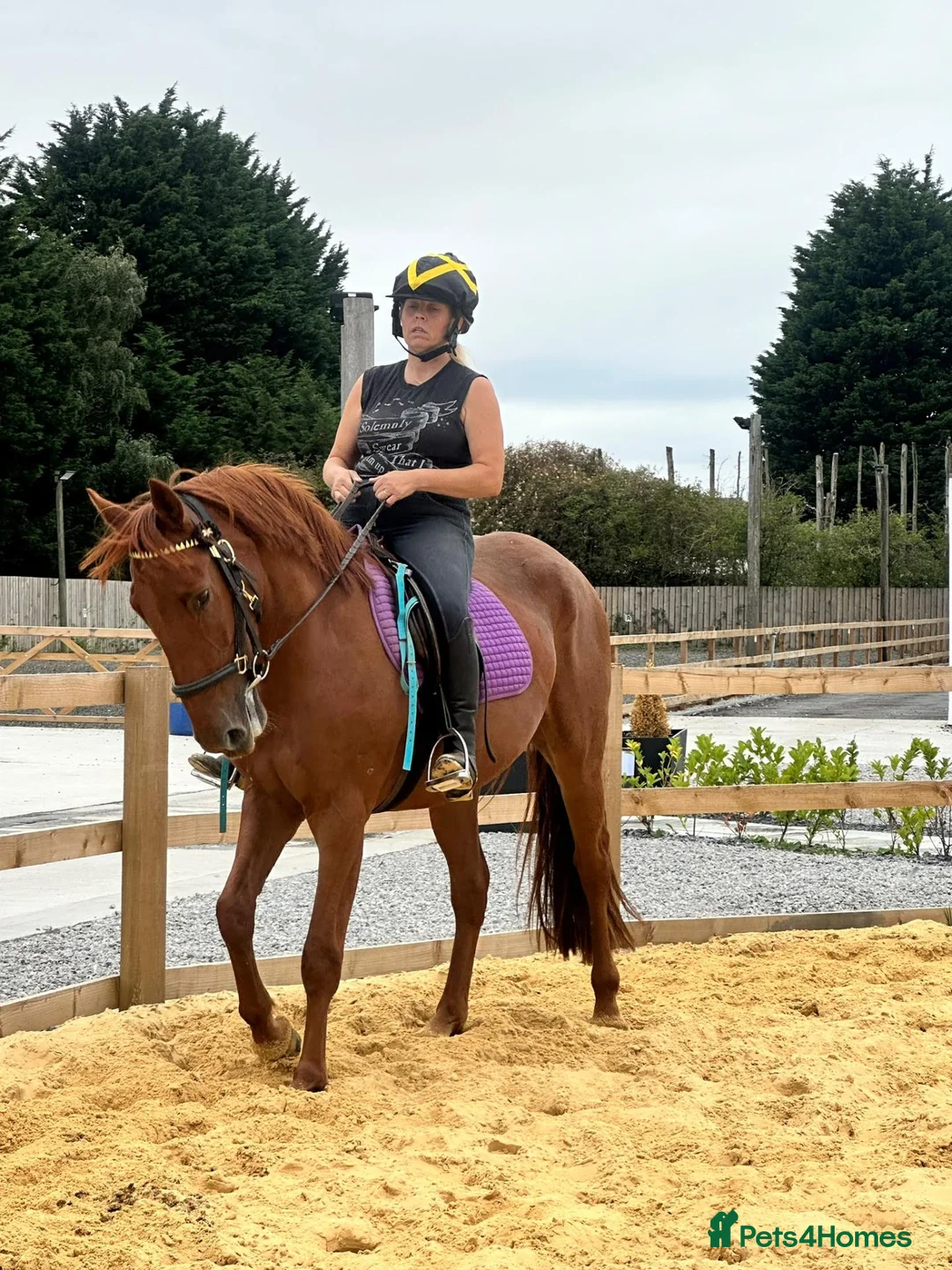 Appaloosa horses for sale: Appaloosa X gelding 15.3hh rising 4  in Hull - Advert 2