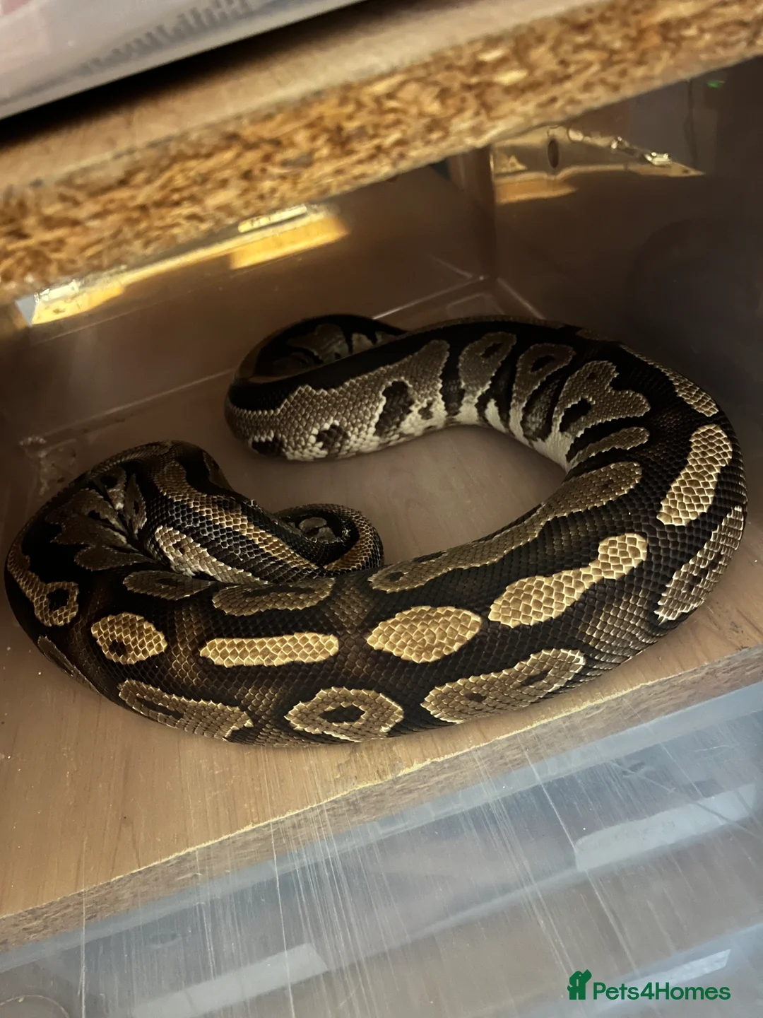 Python Snake reptiles for sale: Ball python  - Advert 1