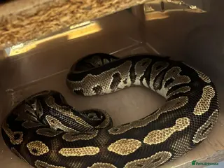 Python Snake reptiles Ball python - Advert 2
