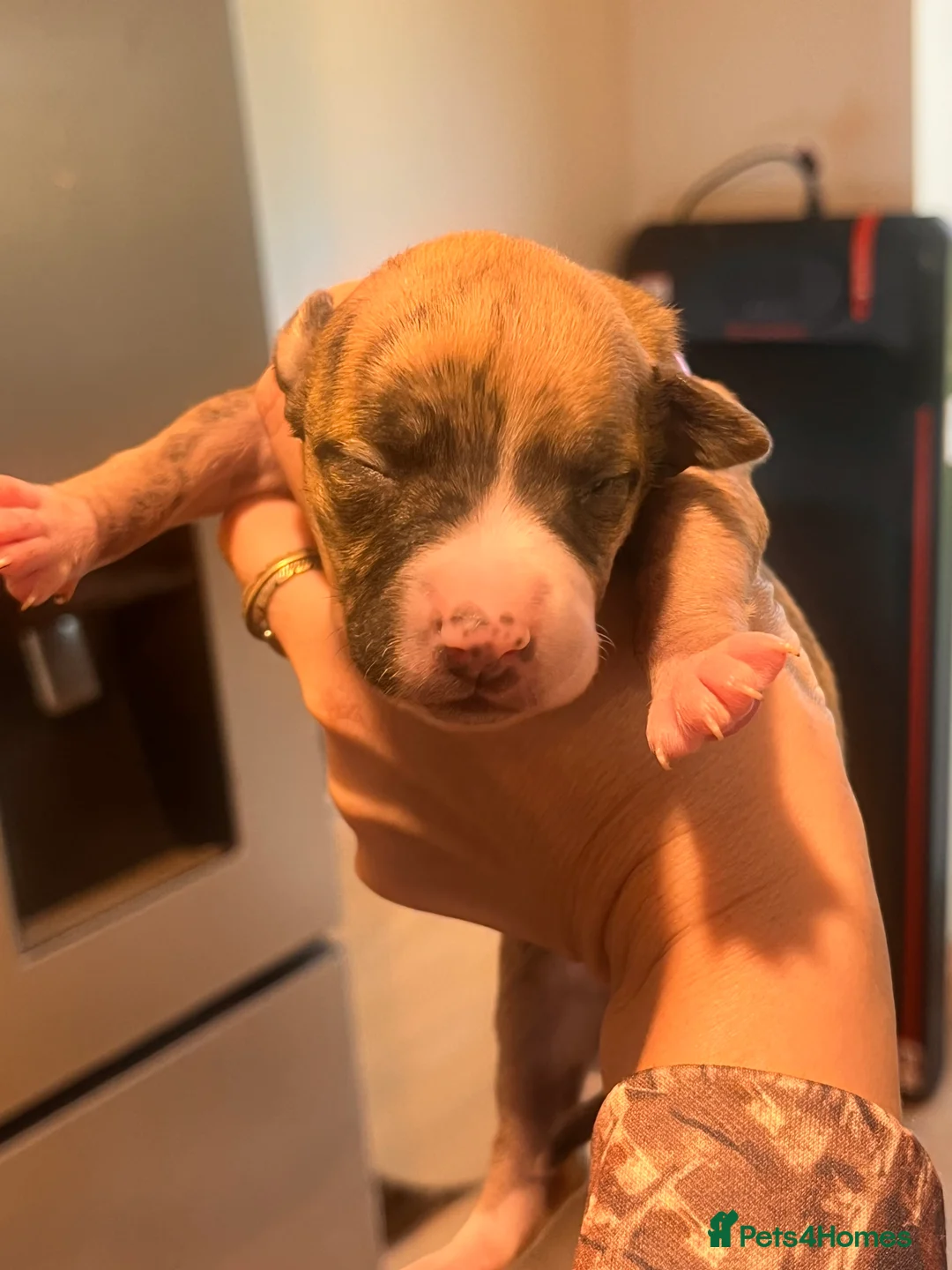 Whippet dogs for sale: READY NOW. Champion KC whippet pup LAST GIRL 💕  - Advert 24