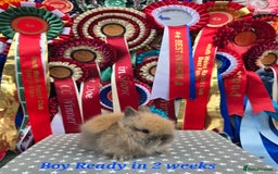 Lionhead rabbits for sale: Purebred Lionhead babies available  - Image 1